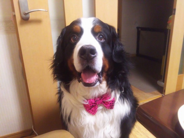 バーニーズマウンテンドックの看板犬 テラ君が6歳の誕生日を迎えました♪